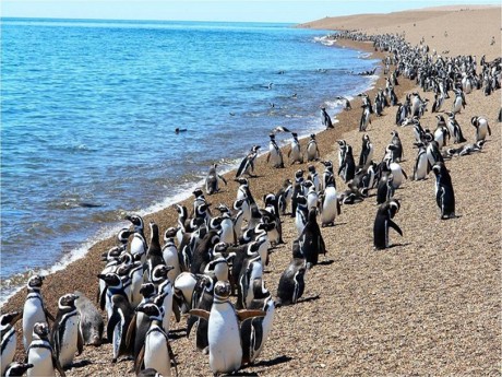 Punta Tombo Pinguim com Vale Inferior do